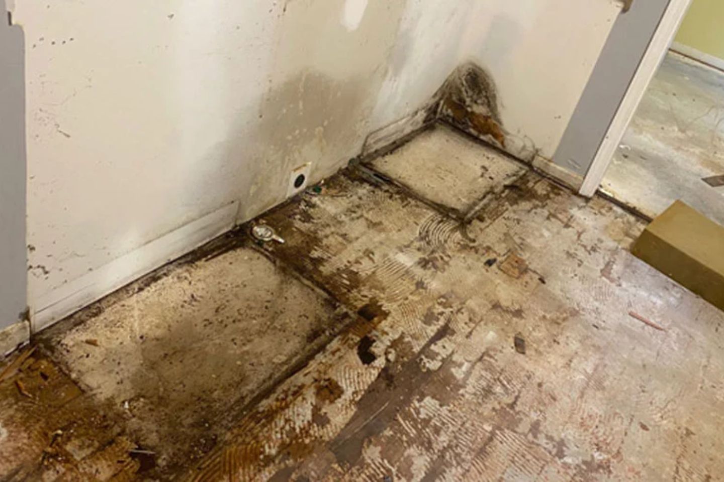 A damaged basement with mold and water stains, illustrating the necessity for professional mold removal services in Petersburg, FL.