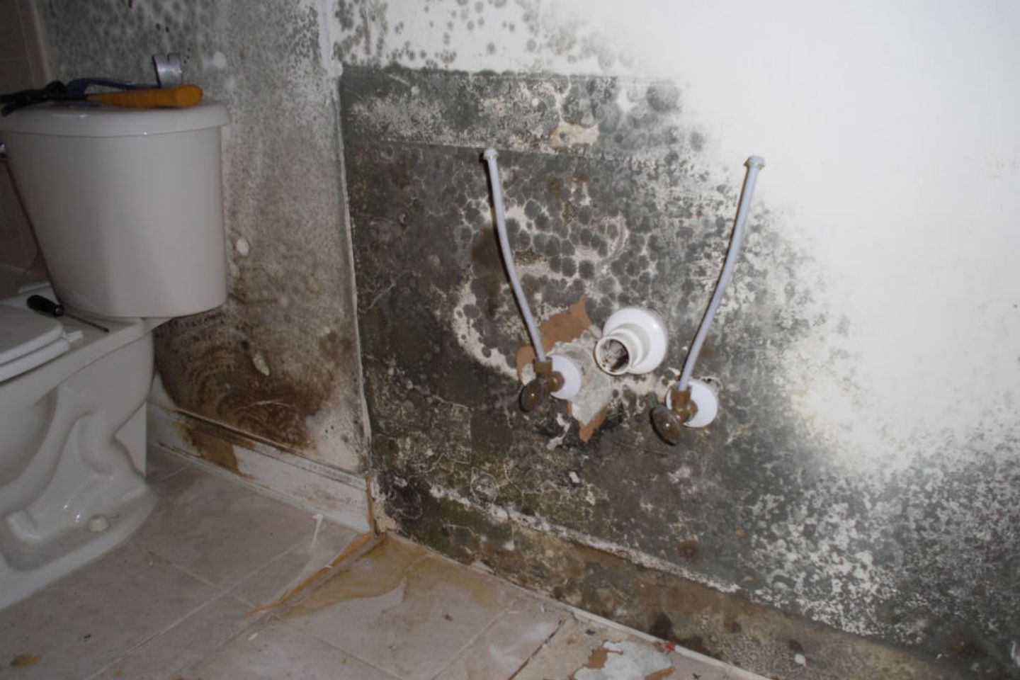 A bathroom showing moldy walls alongside a toilet, representing the urgent need for mold removal in Petersburg, FL.