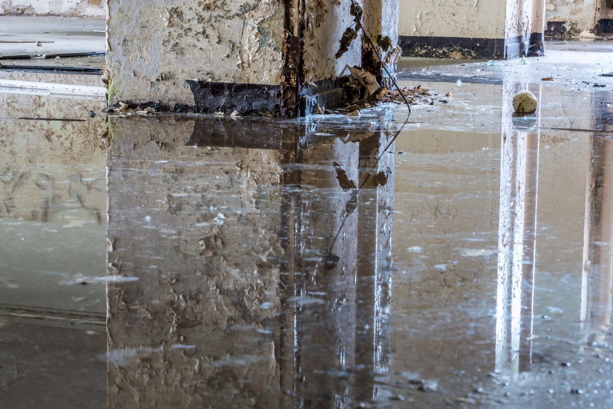 Moisture MappingProtecting Your Property From Water Damage 