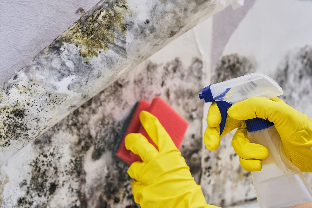 A person wearing yellow gloves cleans mold from a wall, highlighting the importance of asbestos identification in mold removal.
